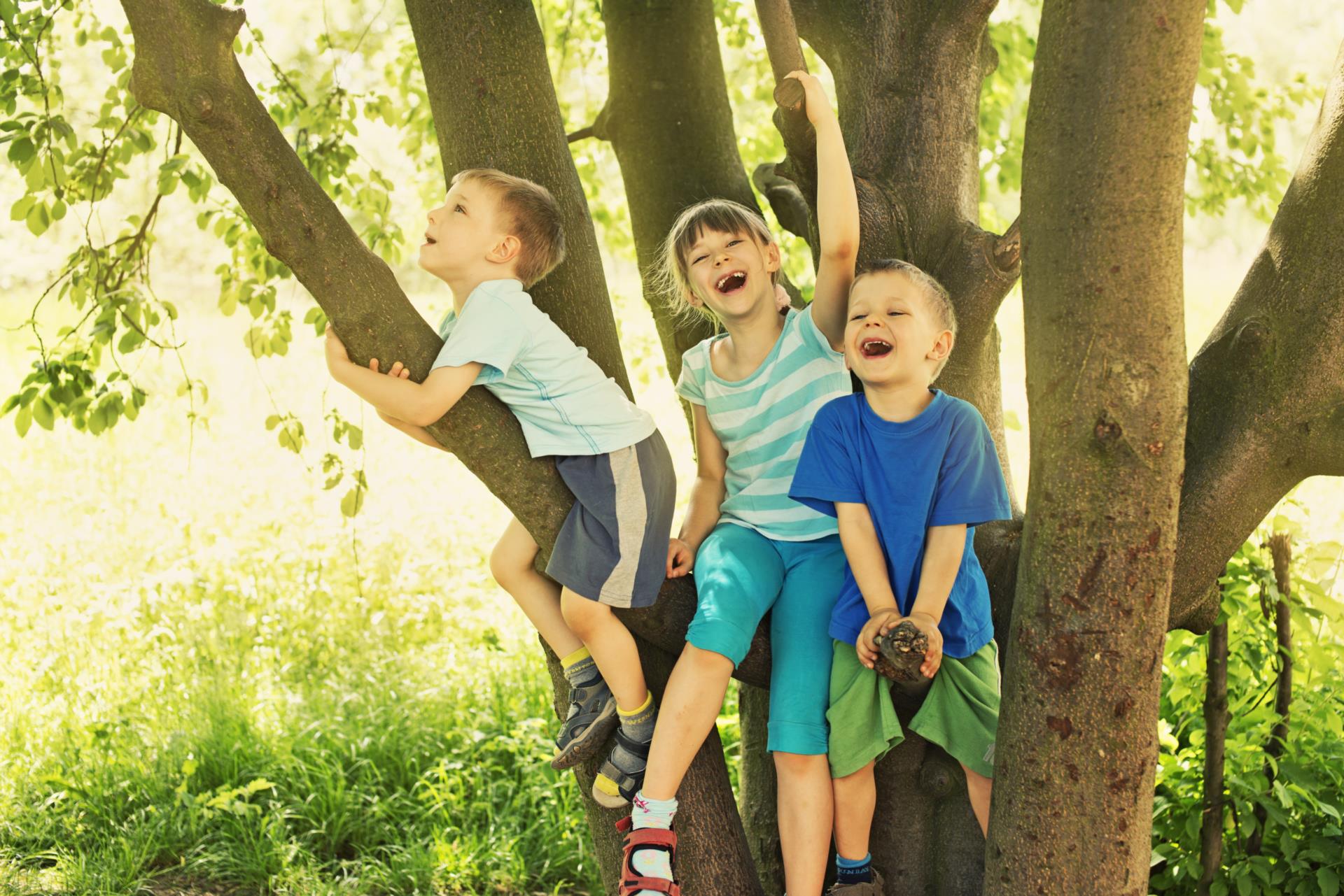 Children playing in a tree